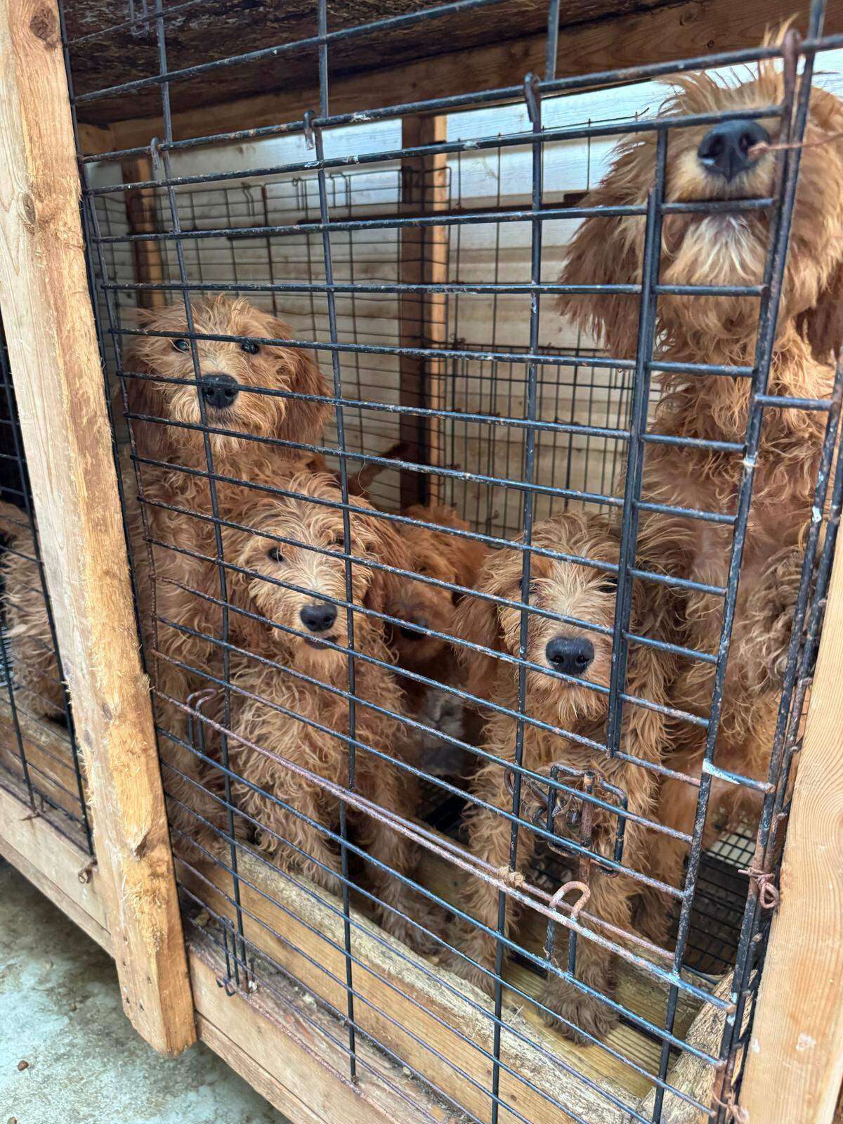 Breeds of the 101 dogs removed from a Raleigh home on Wednesday, June 4 include toy poodle mixes, Pomeranians, toy “doodle” mixes and Chihuahuas.