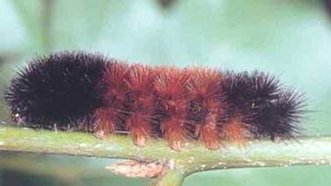 The Woolly Bear (Pyrrharctia isabella), or woolly worm as it’s known in North Carolina, is found across the United States. Folklore says the shading of its bands foretells the severity of each of the 13 weeks of winter.