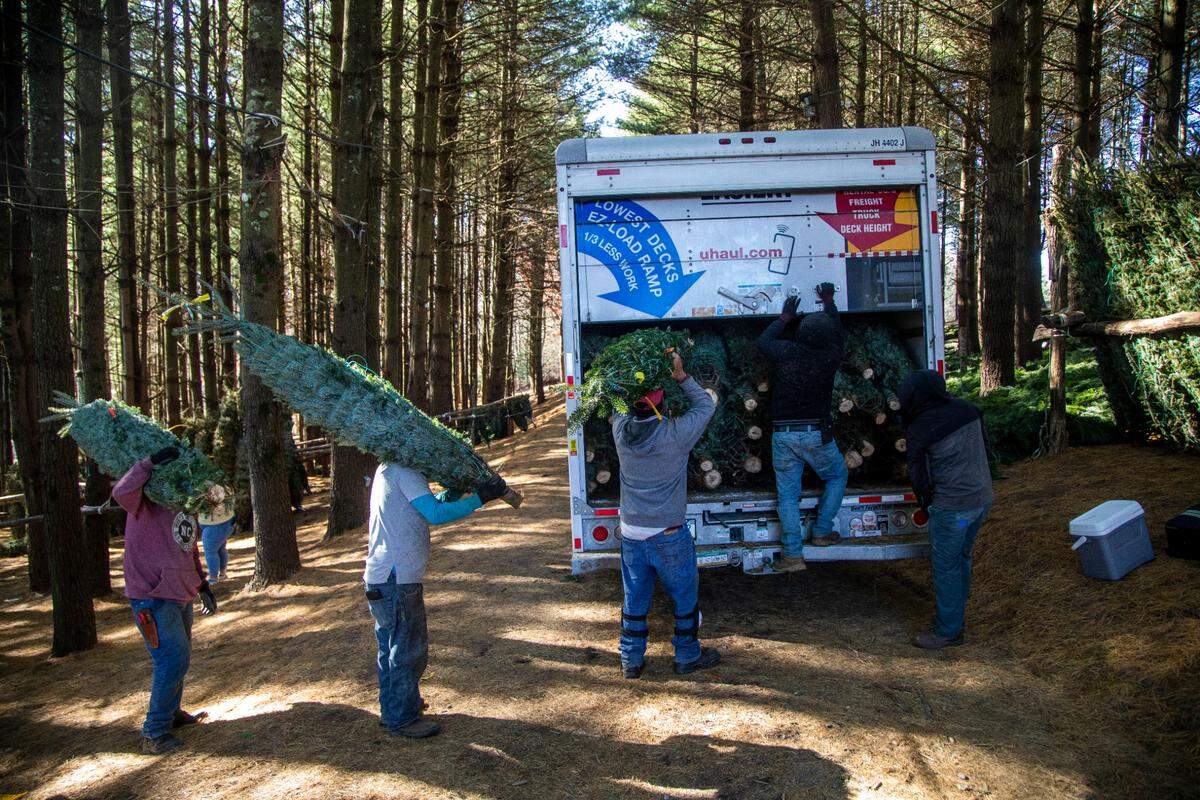 Farmworkers load Christmas trees onto trucks at Mistletoe Meadows Christmas Trees in Laurel Springs Wednesday, Nov. 17, 2021. North Carolina growers will produce between 5.5 million and 6.5 million Christmas trees the holiday season.