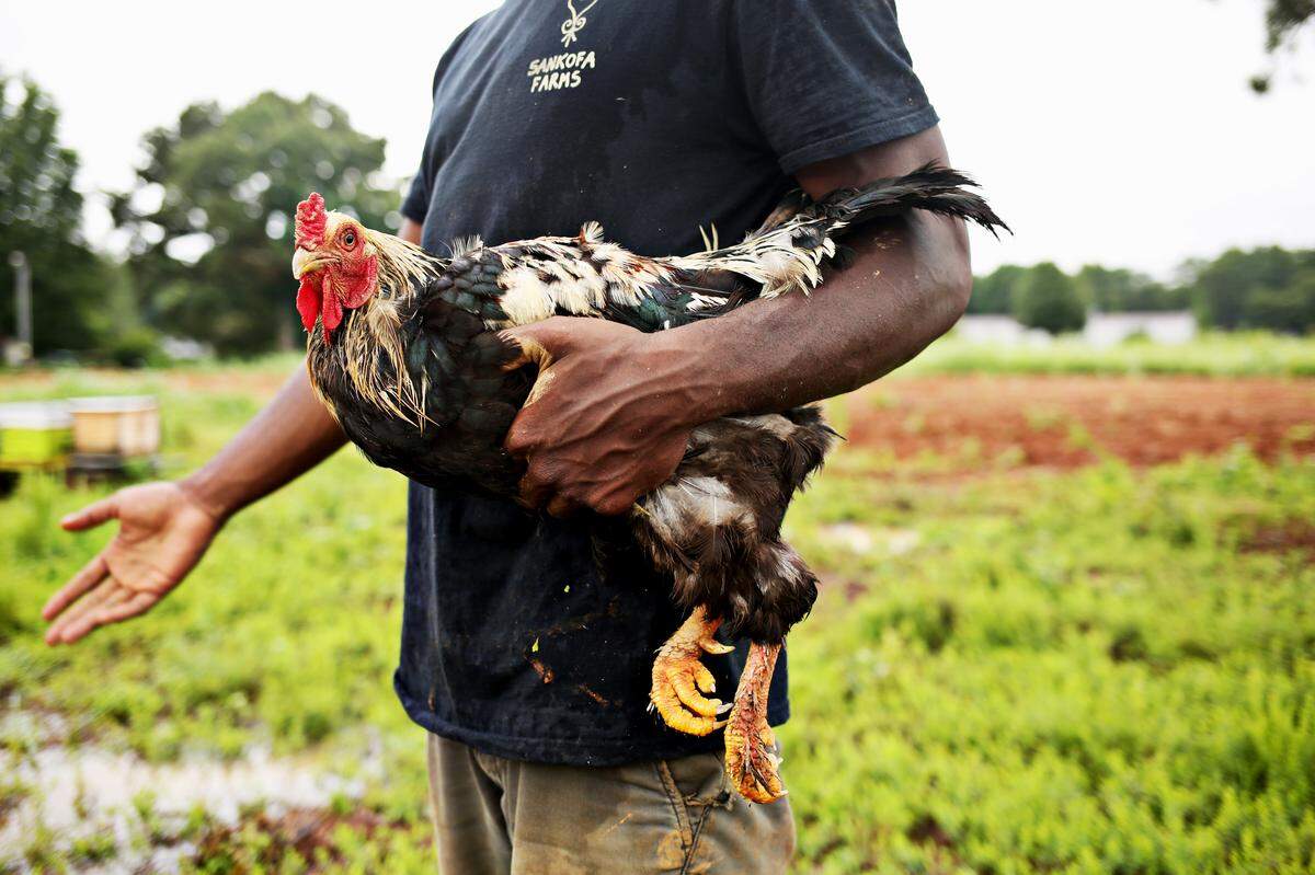 Teacher and farmer Kamal Bell, who launched Sankofa Farms on 12 acres of rock-hard Alamance County red clay in 2016 as a place where kids could grow, holds one of the farm’s roosters Aug. 3, 2018.