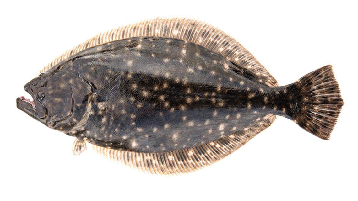 The state has canceled the 2024 Southern flounder season for recreational fishermen, saying the group took more of the fish than it was allowed last year. Fishermen question the numbers and say commercial fishing practices and other factors are bigger problems.