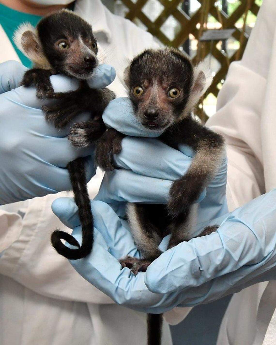 Harriot and Helene receiving a routine check-up.