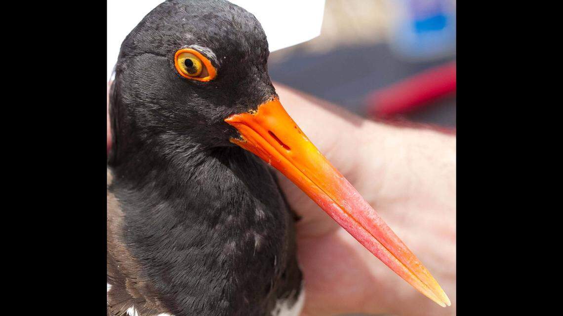 A vehicle drove through an Outer Banks beach that was restricted to protect nests for American oystercatcher, a species of “high conservation concern” at Cape Lookout National Seashore.