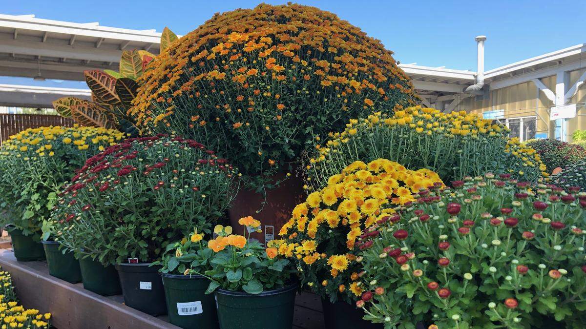 Chrysanthemums (mums) and pansies, such as these at Logan’s One Stop Garden Shop in Raleigh, are popular plants for fall.