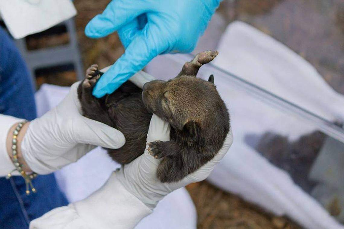 One of the red wolf pups born at the Durham Museum of Life and Science on April 21, 2018.