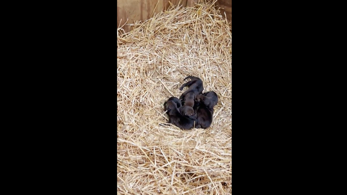 While the baby wolves are cute, they play an important role.