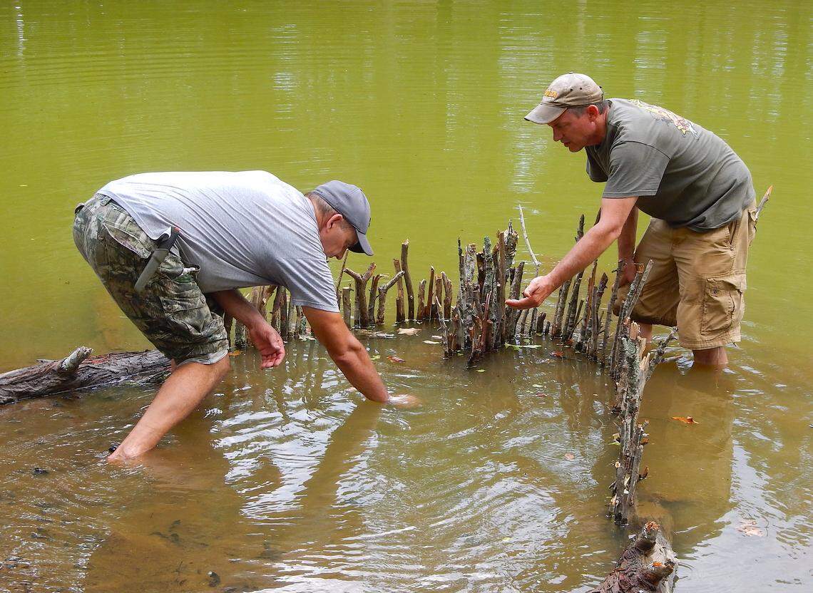 Students at Earthskills school harvest fish using a homemade fish trap.