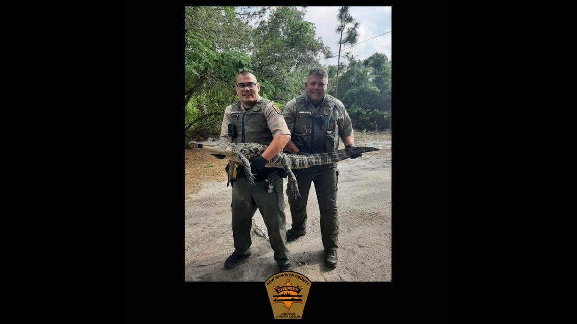 This alligator was caught hiding in North Carolina woman’s livestock pen with her donkeys, officials say.