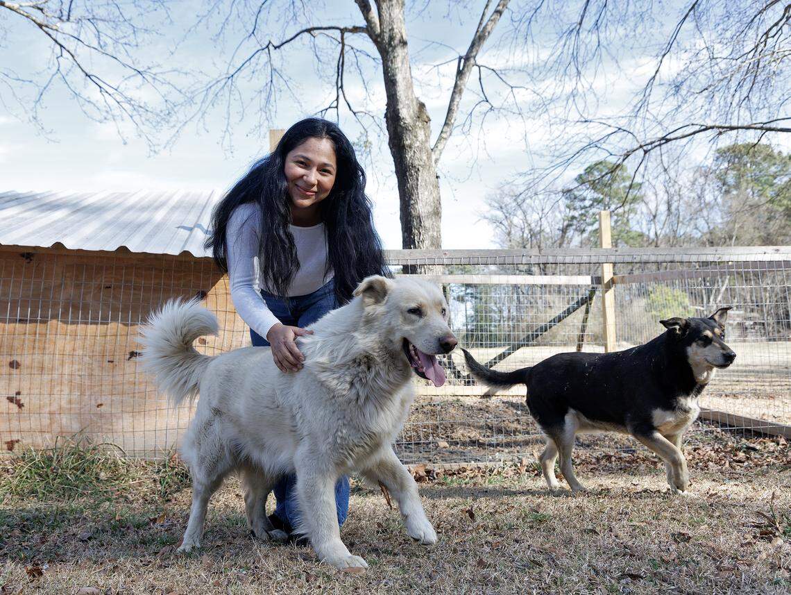Fátima Issela Velásquez-Antonio posa para un retrato con sus perros, Sangi y Suki, en su casa el miércoles 11 de febrero de 2026. Velásquez-Antonio, quien fue detenida en noviembre por agentes de la Patrulla Fronteriza de Estados Unidos en una obra de construcción en el Triángulo, regresó a su hogar después de pasar un mes en un centro de detención en Georgia. Fue liberada a finales de diciembre luego de que un juez federal de inmigración determinara que no debió haber sido arrestada debido a su condición de menor que ingresó sola a Estados Unidos hace nueve años, según su abogada.