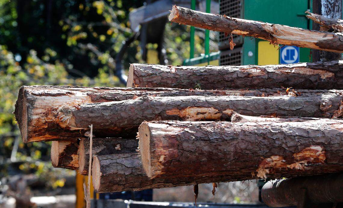 Pine trees are loaded onto a trailer for transport to the Enviva plant in Northampton, N.C. Tuesday, Sept. 3, 2019. Enviva is the country’s largest producer of wood pellets,