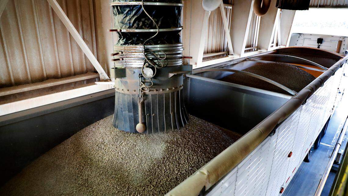 Processed wood pellets are loaded into a hopper at the Enviva plant in Northampton, N.C., on Sept. 3, 2019.
