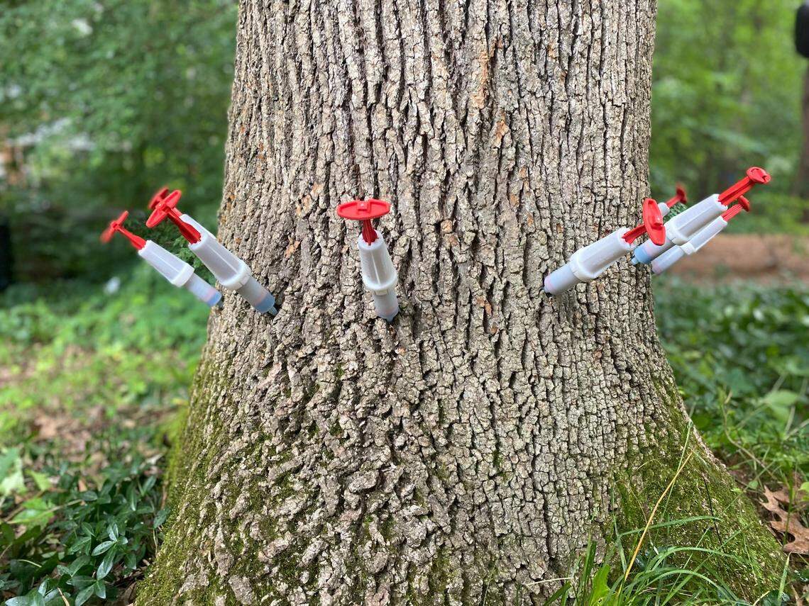 An ash tree is treated with an injectible pesticide to prevent Emerald Ash Borers from infesting the tree.