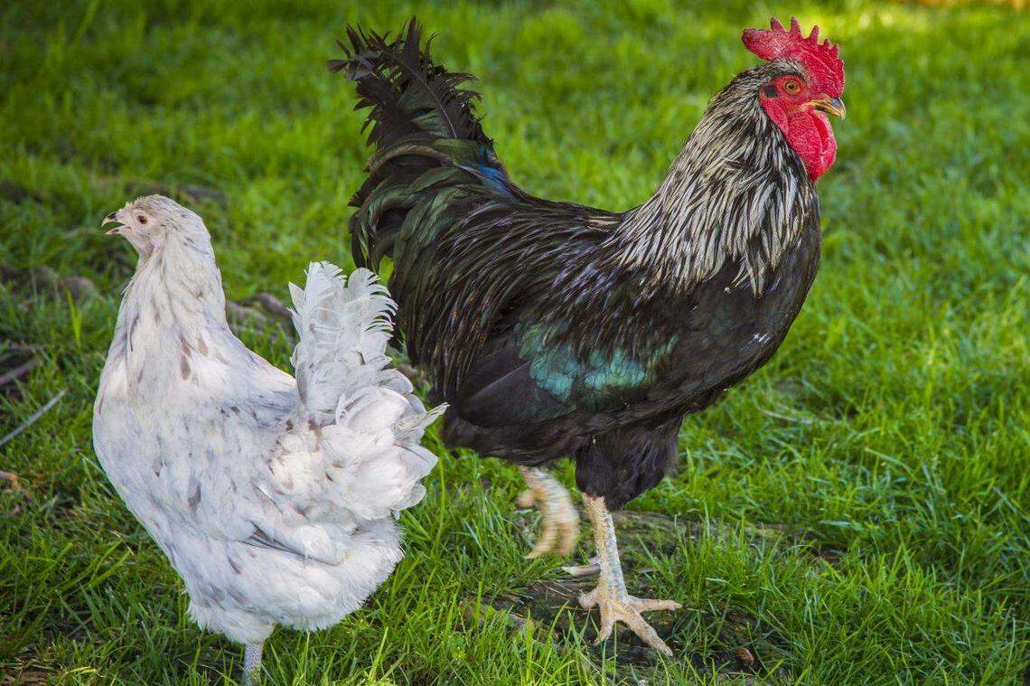 Backyard flocks remain at high risk for avian flu H5N1, which is deadly to chickens and turkeys and can be quickly spread through contact with wild birds.