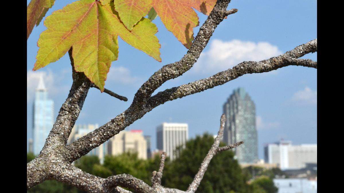 Gloomy scale insects look like bumps on this Raleigh maple tree.  A 2-degree temperature difference can mean 200 times as many of these pests, according to N.C. State University researchers.