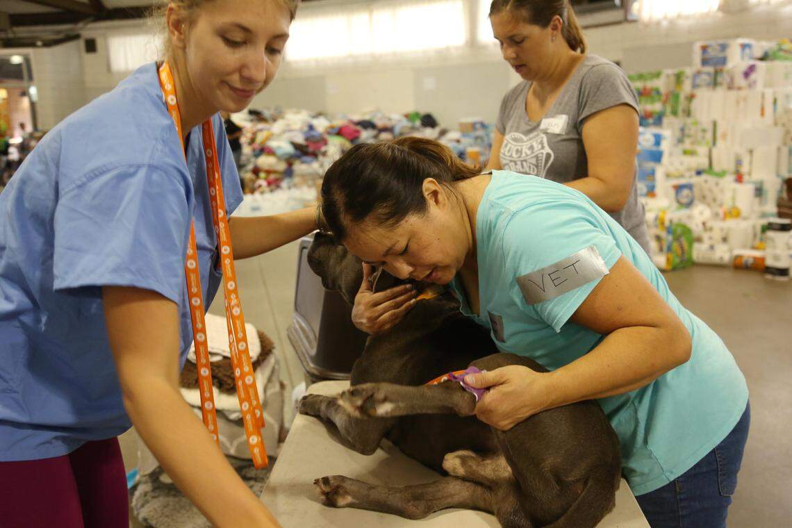 From left, Stephanie Lut, a vet technician from Georgia who works with Vet Techs Without Borders and Dr. Colleen Peat, who came to Raleigh from Wilmington with her family to weather the storm, work with one of several dogs Monday, Sept. 17, 2018, brought to the North Carolina State Fairgrounds, which is a staging ground for animals rescued from flooded animal shelters. Peat’s friend, Susan Keen, also volunteered her time on Monday.