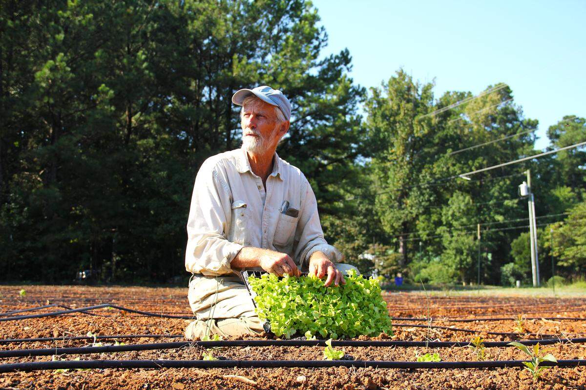 JIm Sander of Wildflower Lane Farm in Efland, NC, directs volunteers planting lettuce, collards, kale and chard on a new farm site being leased on Old N.C. 86 from Orange County. The produce will go to Table Ministries, a nonprofit that feeds children in the county. “I can plant 200 in an hour,” says Sander, holding a tray of 200 lettuce seedlings. “Most people are a little slower.”