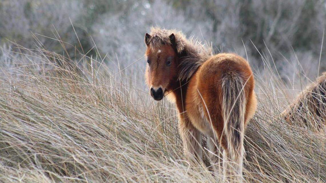 One of the Shackleford wild horses on Shackleford Banks in North Carolina.