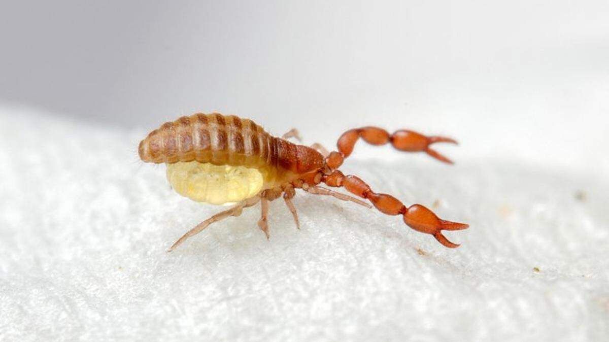 Pseudoscorpion