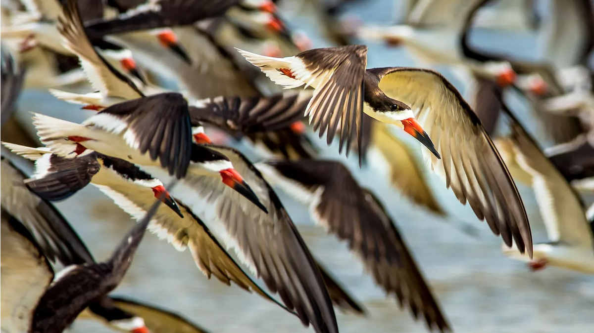 Known as black skimmers, the seabirds are notorious for appearing to have died, the National Park Service wrote in an Oct. 7 Facebook post.
