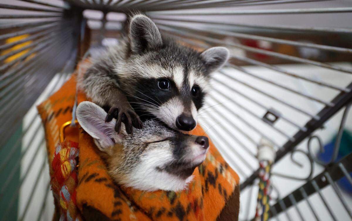 A baby raccoon and baby gray fox relax in their hammock at Holly’s Nest Animal Rescue in Sanford, N.C., Friday, July 5, 2024.