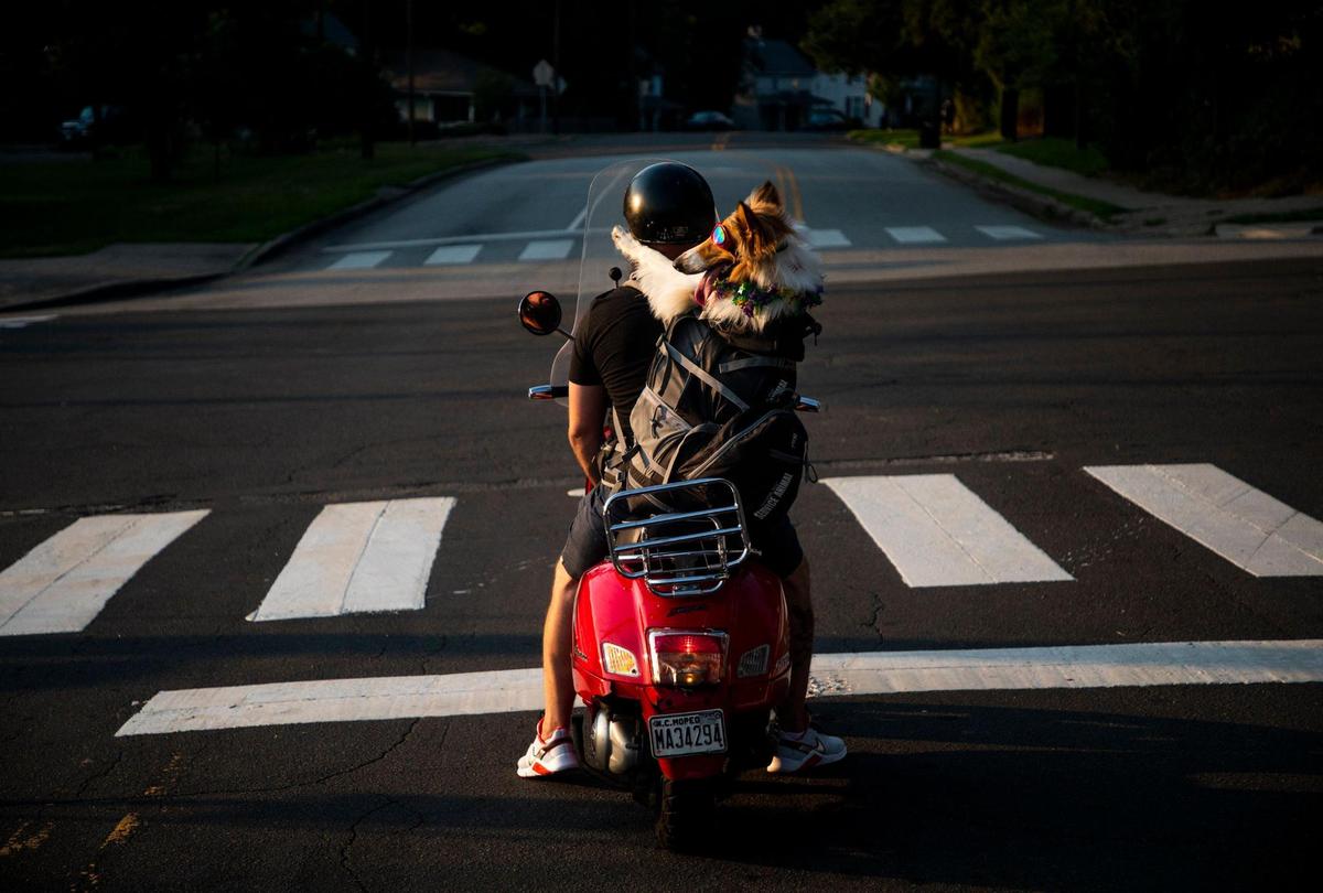 A collie named Miss Betty White rides on the back of a Vespa in a backpack with her owner Dave Cunningham, on Thursday, July 22, 2021, in Durham, N.C.