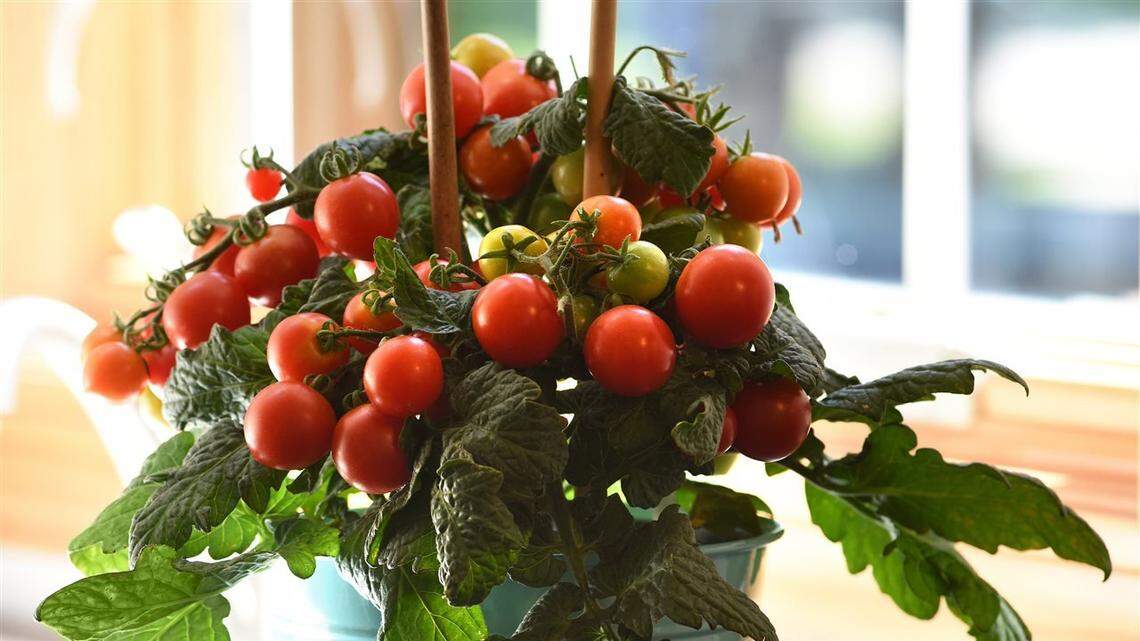 Compact varieties of your favorite produce — like basil, cucumbers, tomatoes and melons — can help you get the most out of your small-space garden.