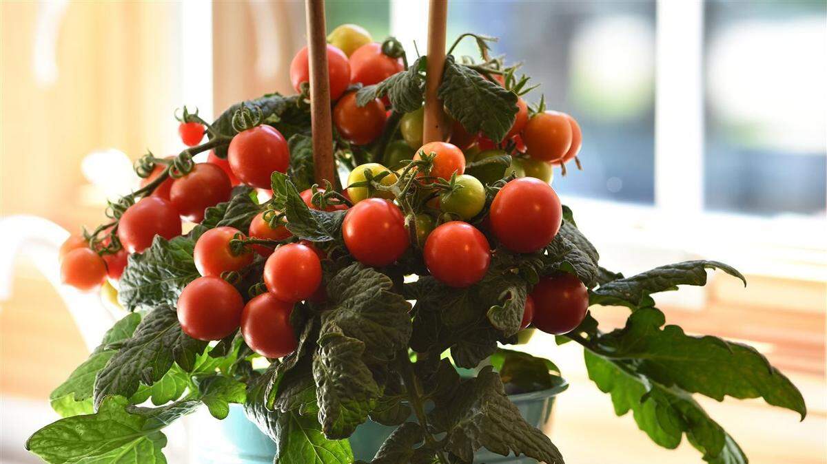 Compact varieties of your favorite produce — like basil, cucumbers, tomatoes and melons — can help you get the most out of your small-space garden.