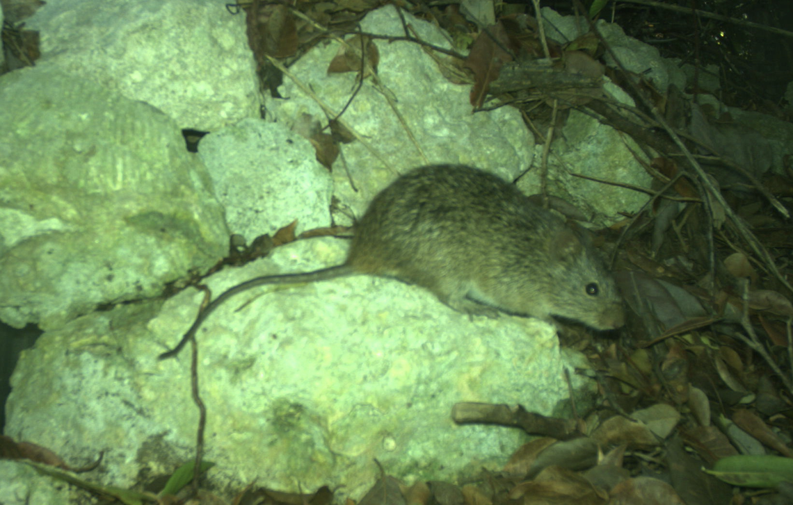 The hispid cotton rat is native to NC. It’s an important grass eater and seed disperser in open grassy habitats and important prey for bobcats, canids, birds of prey and snakes, said rodent expert Michael Cove.