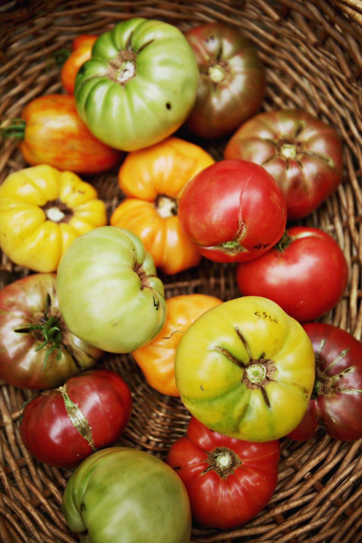 A basket tomatoes grown by Craig LeHoullier at his Raleigh garden.