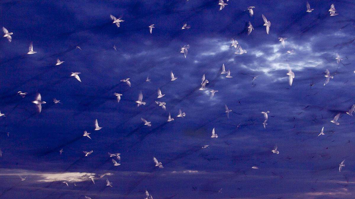 According to BirdCast, hundreds of thousands of birds can fly across North Carolina on a given night.