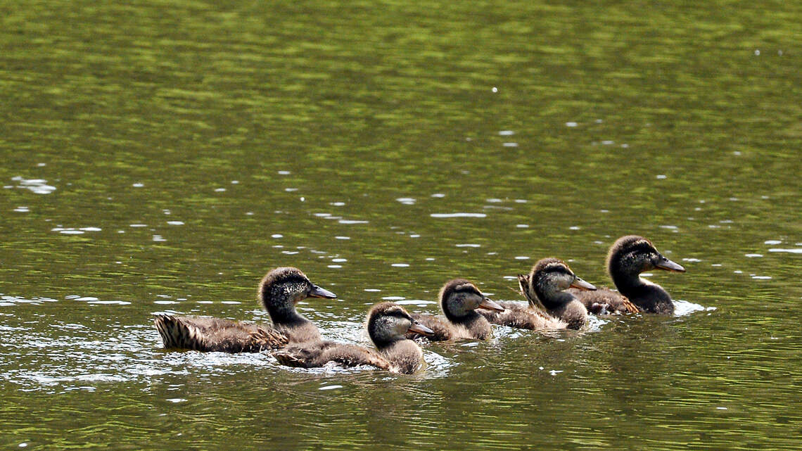 Mysterious duck deaths & tributes to a beloved coach — Today in Triangle history
