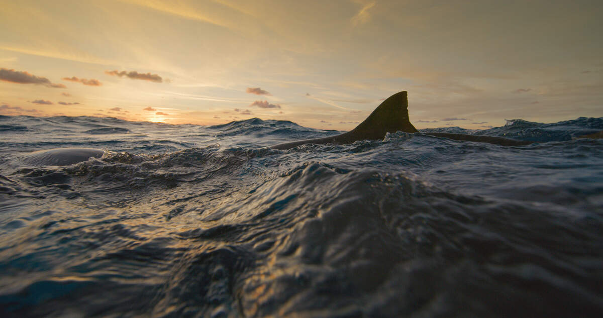 Shark fin emerges from water in “Man vs. Shark” on the National Geographic Channel.