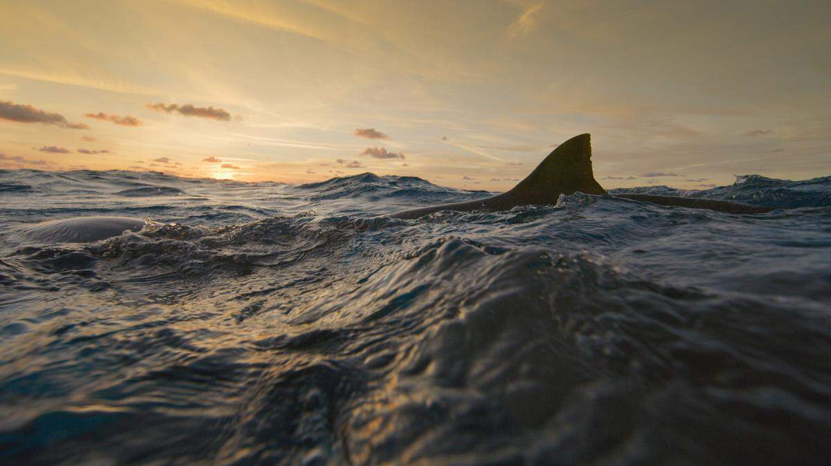 Shark fin emerges from water.