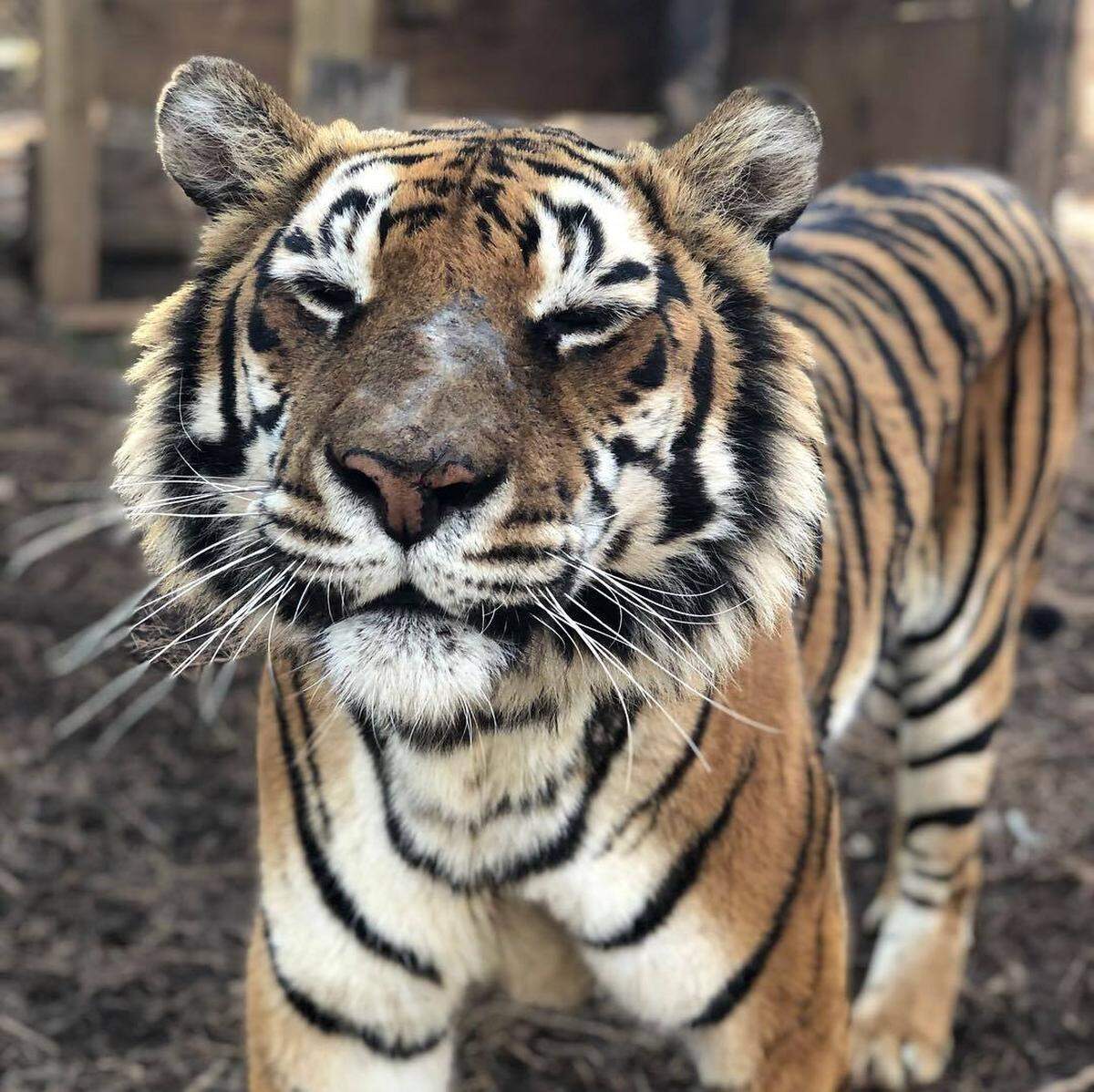 Yanaba Tiger turned 13 at the Carolina Tiger Rescue April 5 and live streamed the celebration. The rescue group is hosting virtual visits.