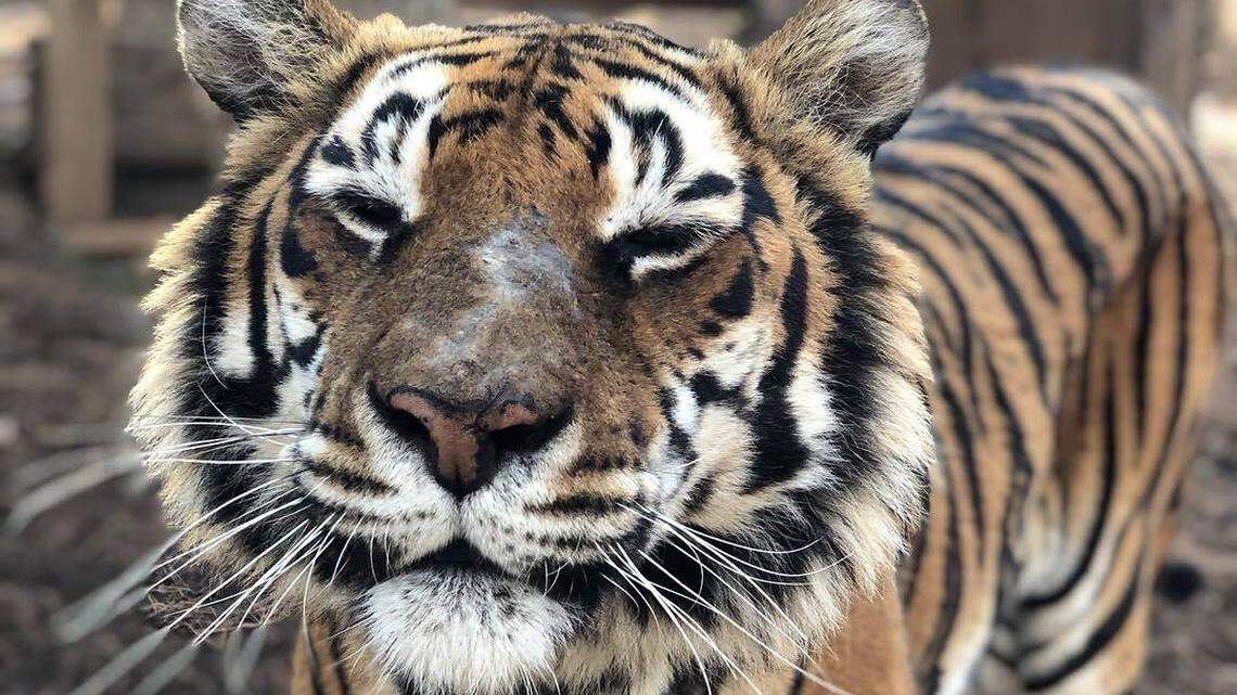 Yanaba Tiger turned 13 April 5 at the Carolina Tiger Rescue, which live streamed the celebration. The rescue group is hosting virtual visits.