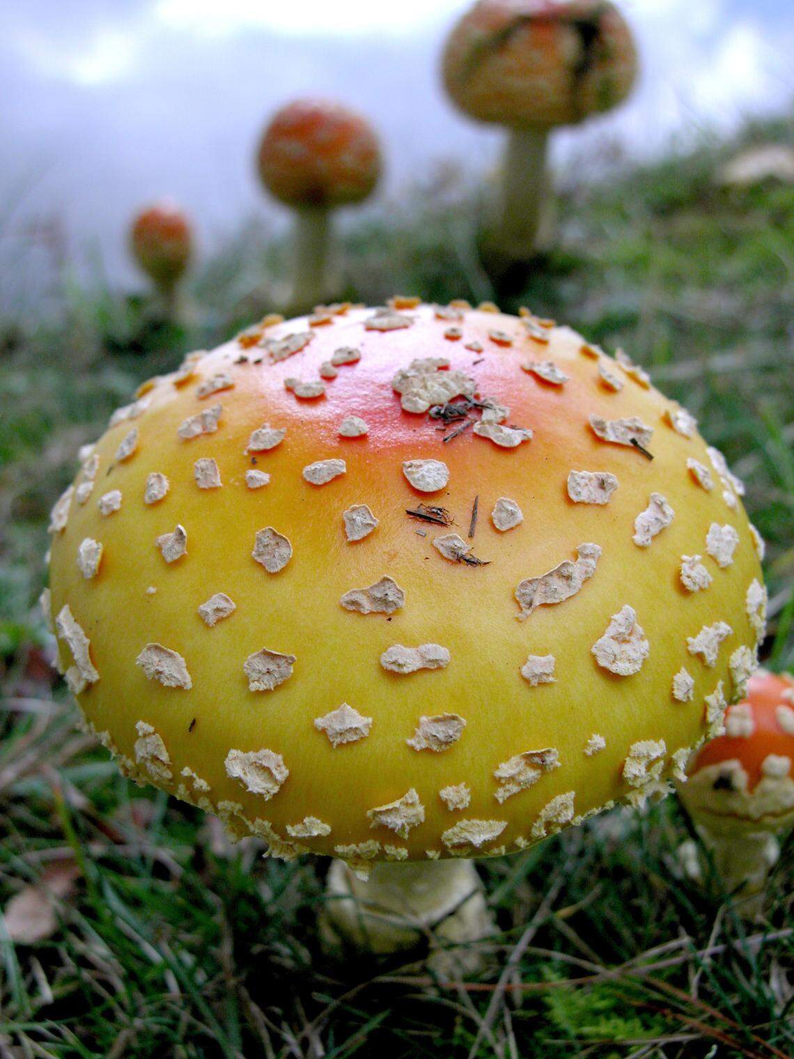 1/15/2003: The fall color season is just about near peak along the Blue Ridge Parkway just south of Blowing Rock. Wild Fly Agaric mushrooms grow along the water’s edge at Price Lake. These mushrooms are poisonous and vary in color from yellow, orange and red. This was also the type of mushroom illustrated in Alice in Wonderland. PETER WEINBERGER/staff