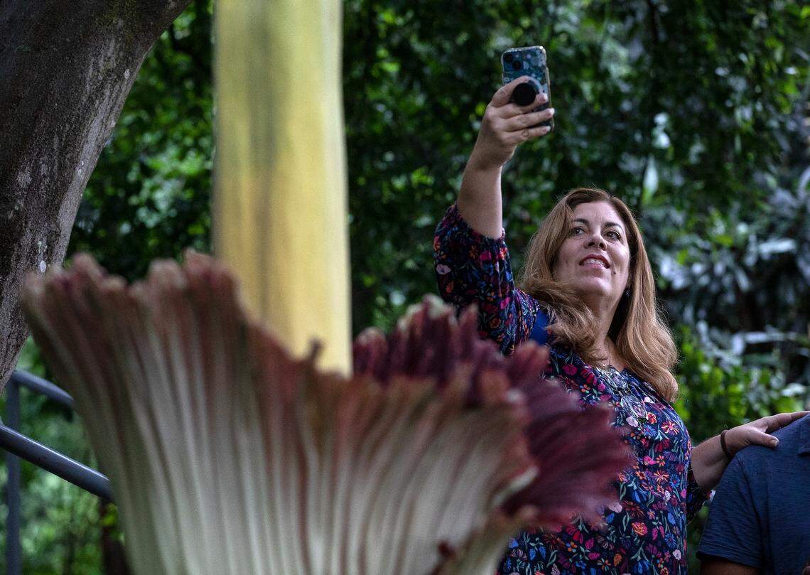 Sonia Castillo photographs a corpse flower in bloom at JC Raulston Arboretum on Wednesday, June 21, 2023, in Raleigh, N.C.