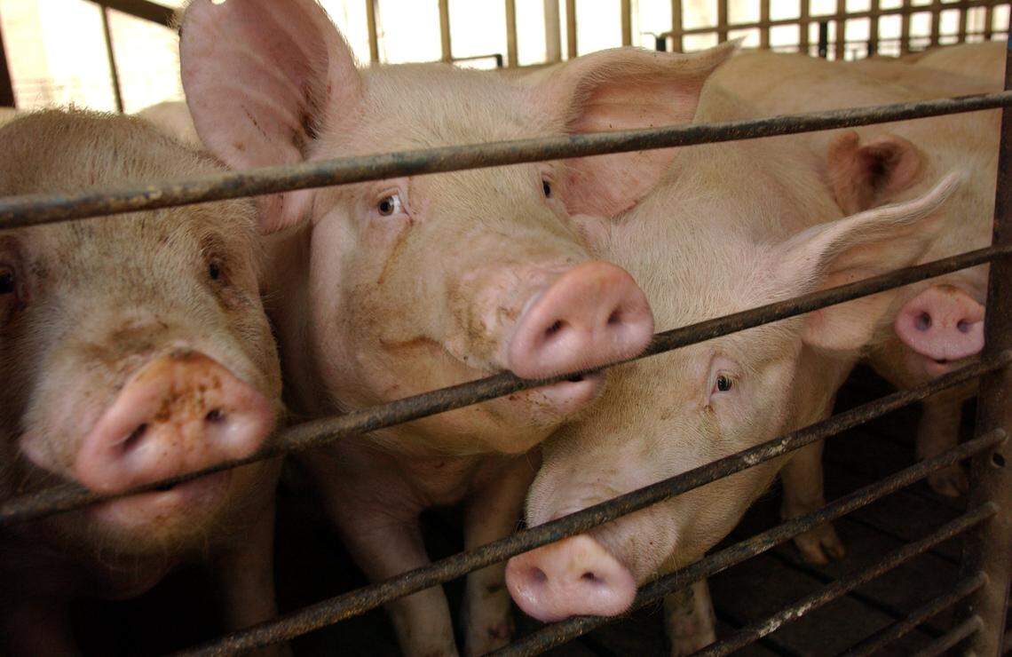 In Missouri, Smithfield now touts its “next generation technology” to manage waste that it agreed to install on all of its hog operations there.