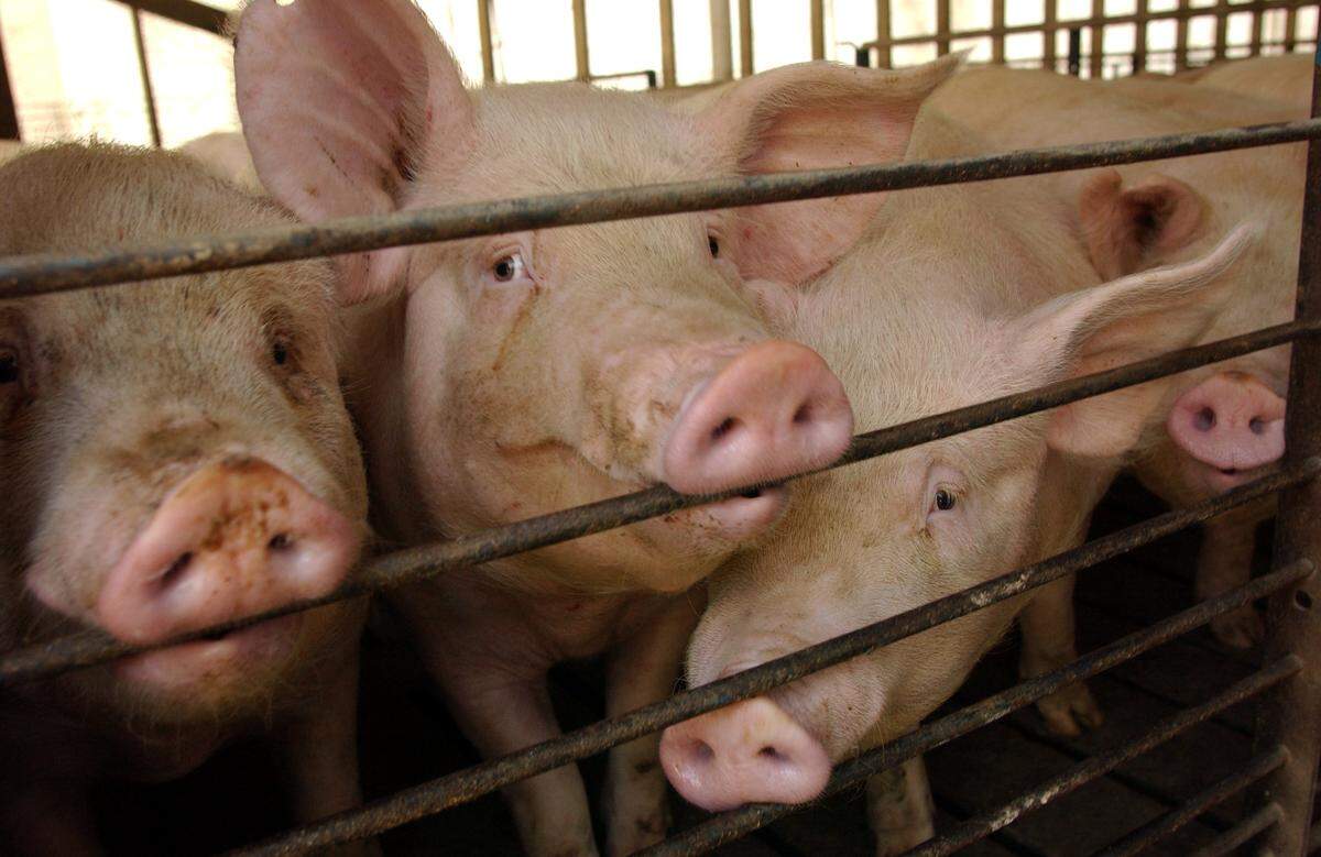In Missouri, Smithfield now touts its “next generation technology” to manage waste that it agreed to install on all of its hog operations there.