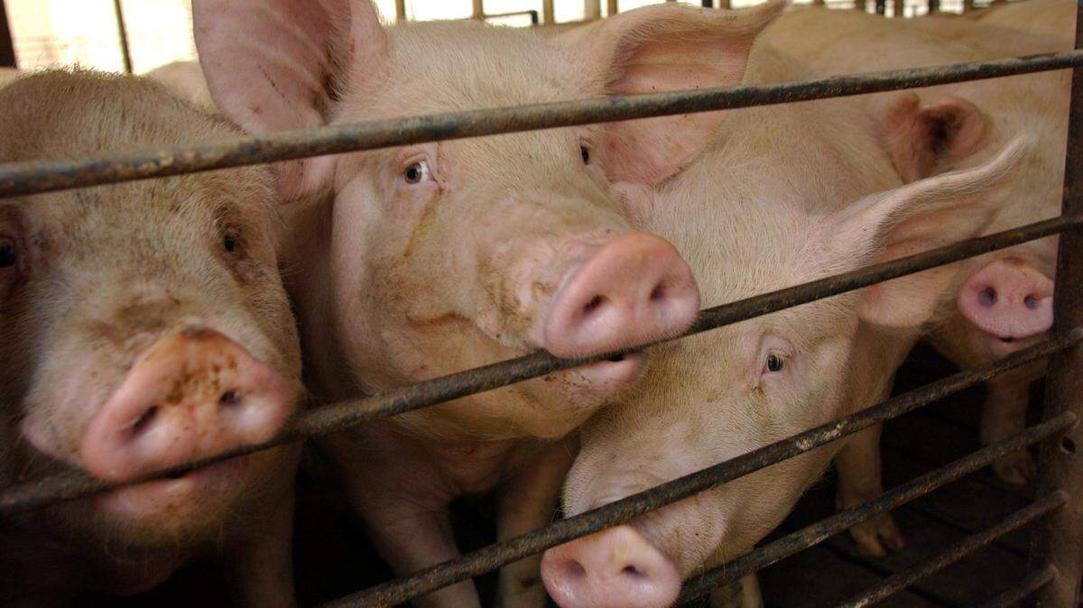 In Missouri, Smithfield now touts its “next generation technology” to manage waste that it agreed to install on all of its hog operations there.