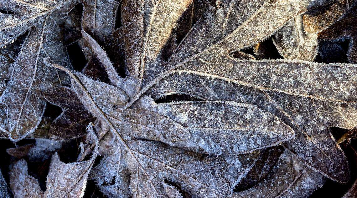 The early light of morning sun illuminate ice crystals on fallen oak leaves on a frosty morning, Wednesday, Dec. 3, 2025 in Cary.