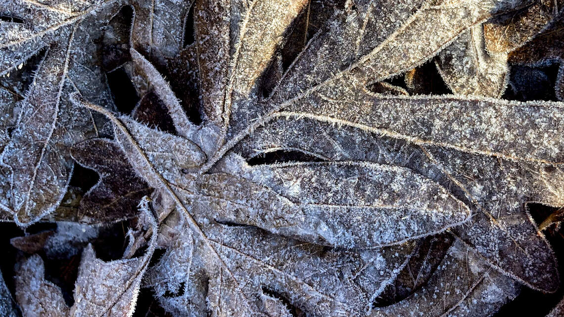 Rapid temperature swings could bring the Triangle an earlier-than-usual frost
