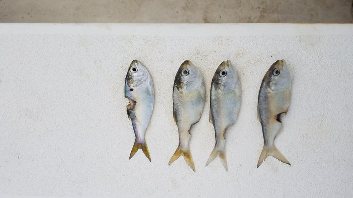 A large school of menhaden were spotted off the coast of Cherry Grove.
