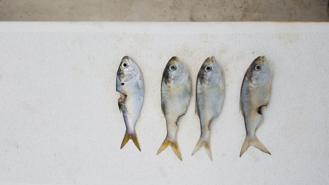 NC Division of Water Resources’ team is investigating a fish kill reported approximately 144,183 menhaden dead in Blount’s Bay. All dead fish had lesions, and live fish were observed swimming with visible sores.