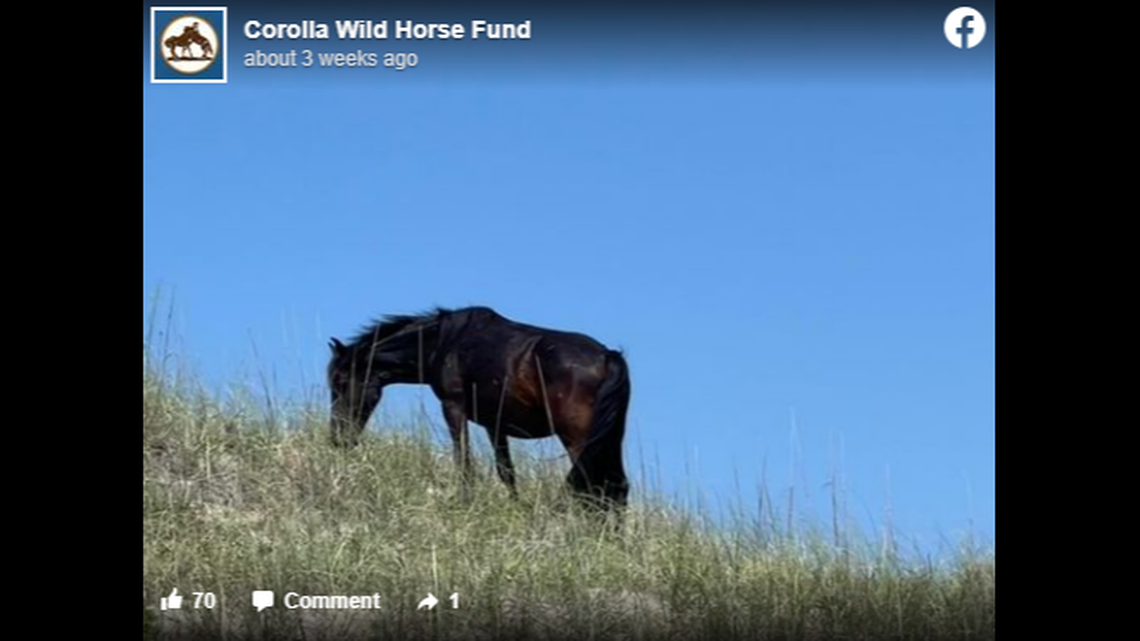 The saga of 2-year-old Alma’s solitary wandering came to light when the Corolla Wild Horse Fund noted on social media that it had gotten multiple calls about a “lost” horse with wounds on her face.