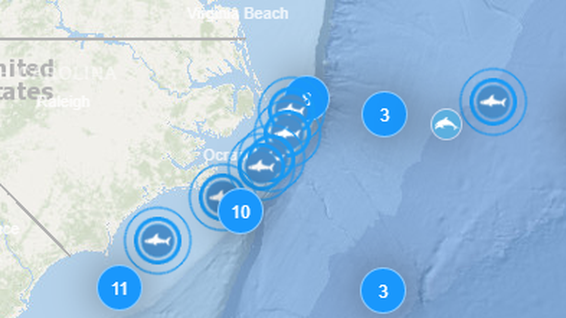 North Carolina’s Outer Banks are again proving their popularity with sharks, as satellite tracking shows seven tagged great whites have converged off North Carolina.