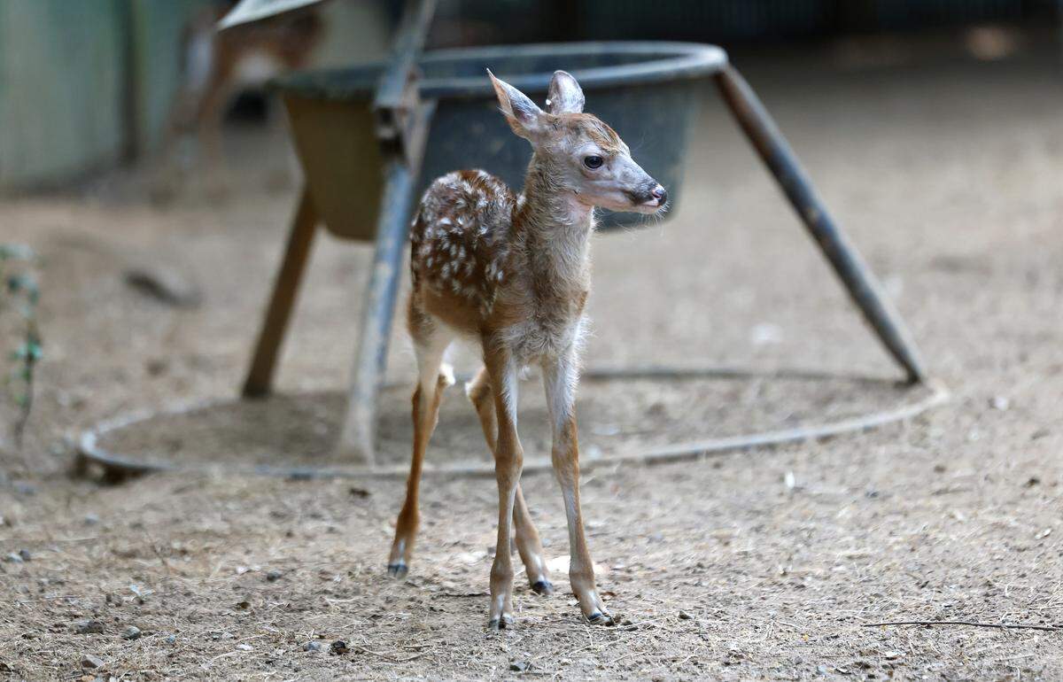 A fawn relaxes at Holly’s Nest Animal Rescue in Sanford, N.C., Friday, July 5, 2024.