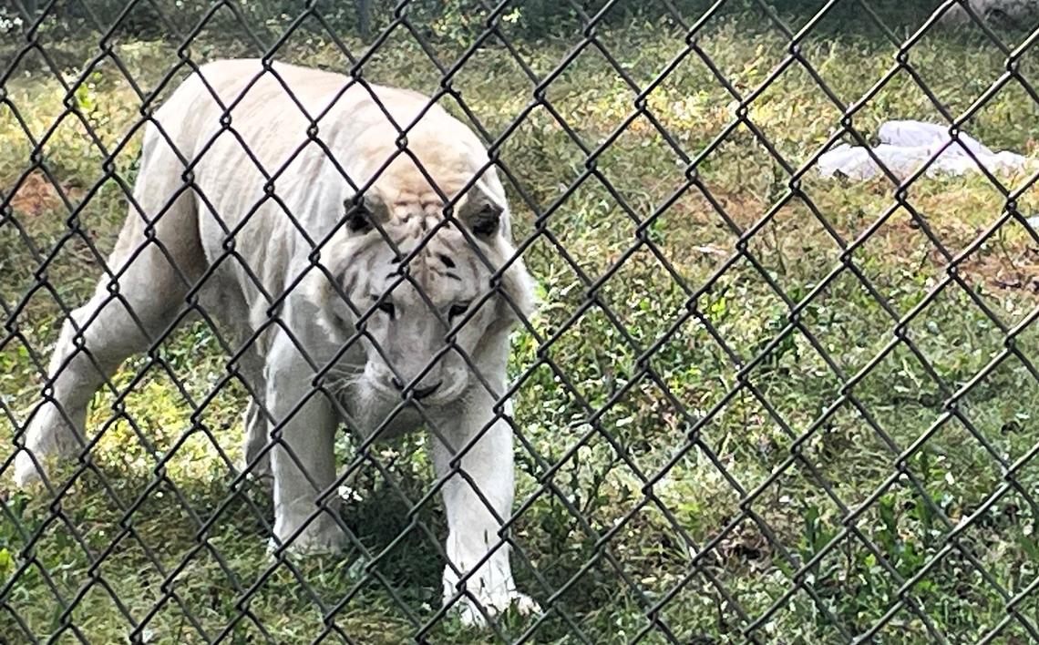 Shailah, one of the tigers rescued in 2021 from the Tiger King Park in Oklahoma, wanders through her shaded enclosure Tuesday, Oct. 29, 2024, at the Carolina Tiger Rescue sanctuary in Chatham County, NC.