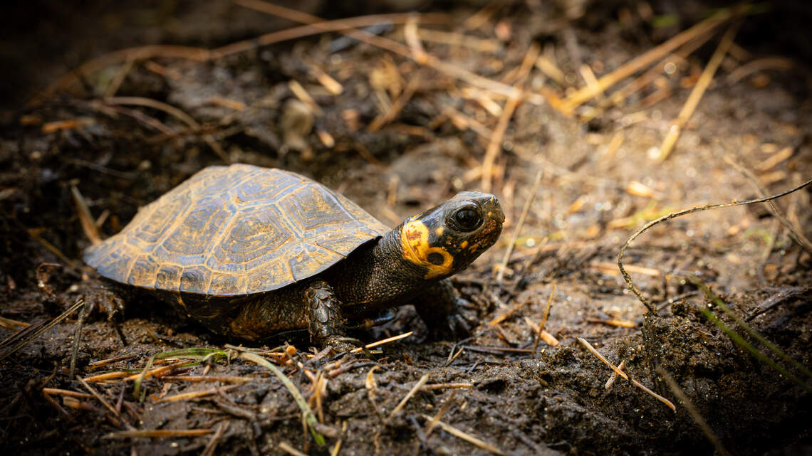 A turtle’s best friend? How dogs are saving North Carolina’s tiniest turtle