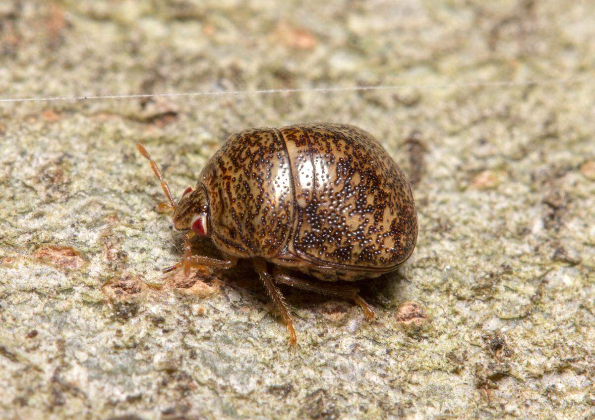 Kudzu bugs are brownish-green with dark brown spots. They are about a quarter of an inch large.
